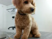 Hundesalon Zolli