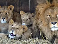 Plättli-Zoo AG - Klicken Sie, um das Bild 1 in einer Lightbox vergrössert darzustellen