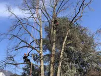 EQUILIBRE SOINS AUX ARBRES - Klicken Sie, um das Bild 9 in einer Lightbox vergrössert darzustellen