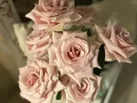 Blumen La Violetta