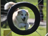 Hunde- & Katzenpension Röti