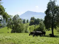 Chäs-Hütte - Klicken Sie, um das Bild 7 in einer Lightbox vergrössert darzustellen