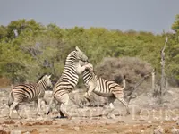 A + M Africa Tours GmbH