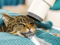 Tierarztpraxis Dammbühl AG