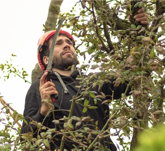 Baum Stieger - Baumpflege im Rheintal