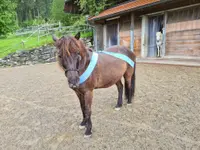 Gesundes Pferd Andrea Möri