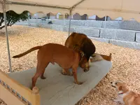 V.I.Pets Gossau