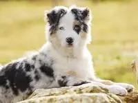 Chenil Kennels Stillwagon