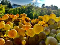 Weingut Diederik - Klicken Sie, um das Bild 6 in einer Lightbox vergrössert darzustellen