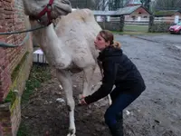 Luana EMINIC HUGO - L'ostéo animaux - Klicken Sie, um das Bild 7 in einer Lightbox vergrössert darzustellen