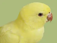 TIERKLINIK MITTELLAND AG - Klicken Sie, um das Bild 2 in einer Lightbox vergrössert darzustellen