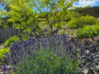 Jardins Créations Sàrl - Klicken Sie, um das Bild 6 in einer Lightbox vergrössert darzustellen