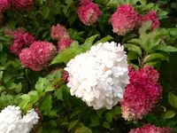 Royal Jardin sarl
