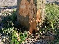 astwerk baumpflege