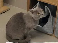 Hôtel pour chats 'Le Clozaley'