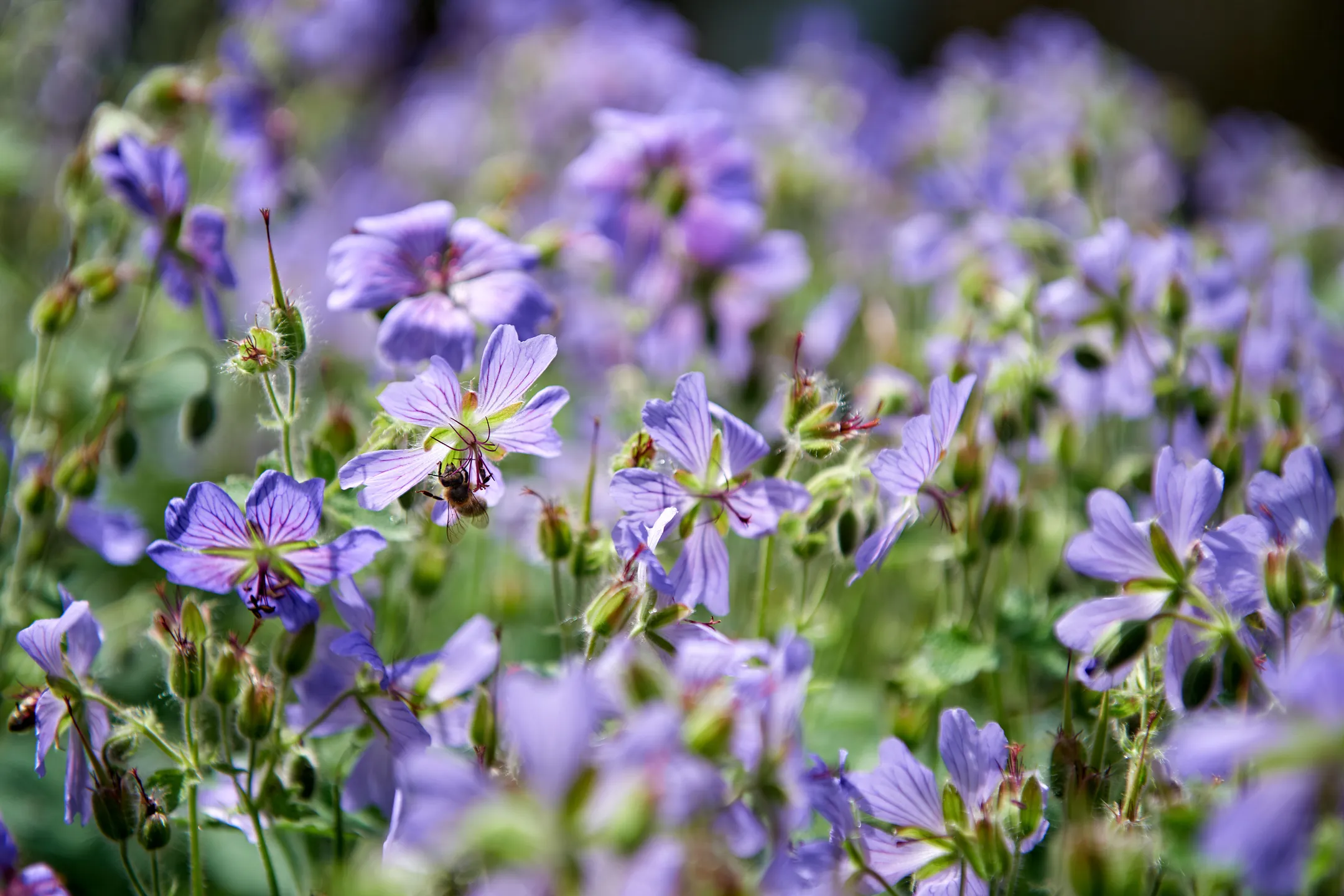 Gfeller Gartenbau AG