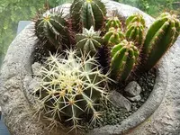 Hertig Fleurs