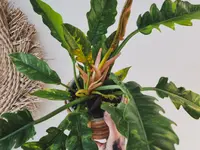 Jordan Tattoo and plants