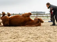 Equimove GmbH