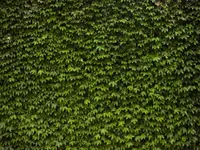 SULA Gartenbau GmbH