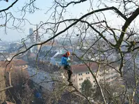 Baumpflege Simon - Klicken Sie, um das Bild 1 in einer Lightbox vergrössert darzustellen