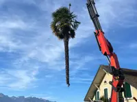 Bois Riviera