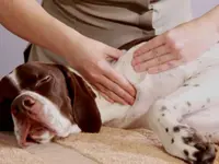 Ostéopathe animalier - Mélissa CHAVANNE (Cheval | Chien | Chat | Nac)