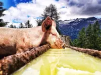 AZIENDA AGRICOLA ARCIONI LUIGI - Klicken Sie, um das Bild 7 in einer Lightbox vergrössert darzustellen