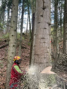 Travaux forestiers / Entretien privé