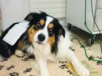 AG für Tiergesundheit