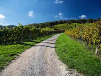 Weinbaugenossenschaft Schinznach-Dorf – Cliquez pour agrandir l’image 1 dans une Lightbox