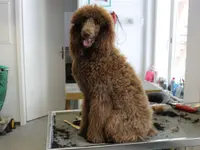 Hundesalon Dany
