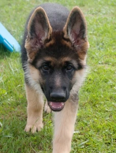 Happy-Dog-School