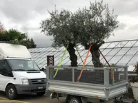 Blumen Joos GmbH