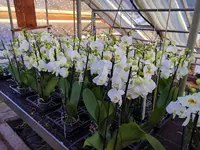 Oesch Fleurs & Jardins SA