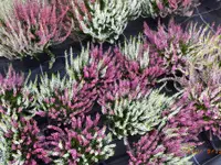 Bärtschi Blumen Pflanzen Floristik