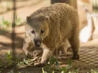 Zoo al Maglio - Neggio - Klicken Sie, um das Bild 19 in einer Lightbox vergrössert darzustellen