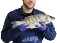 FRISCH-FISCH MERCATO
