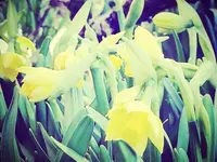 Blumen Bahnhof Carole Koch