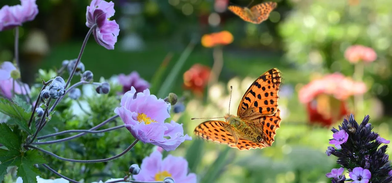 Bont Gartenbau und Gartenpflege AG