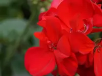 Blumen Eichenberger Oberrieden