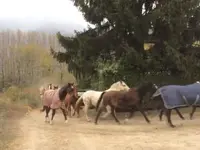 Scuderia Isola Martella - Klicken Sie, um das Bild 3 in einer Lightbox vergrössert darzustellen