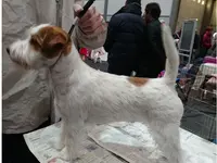 Hundesalon Toxi Horgen - Klicken Sie, um das Bild 7 in einer Lightbox vergrössert darzustellen