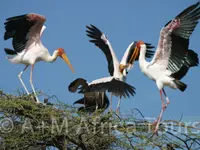 A + M Africa Tours GmbH