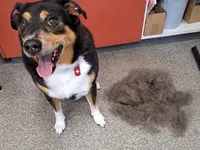 Hundesalon Dany