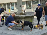 Hundeschule Barts - Klicken Sie, um das Bild 12 in einer Lightbox vergrössert darzustellen