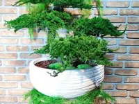 Vegetal Trend Sàrl