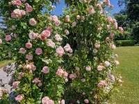 hollenstein blumengarten ag-Blumenshop-Gärtnerei-Gartenbau-Unterhalt-Grabpflege