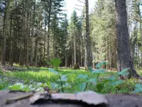 Passion Forêt Sàrl