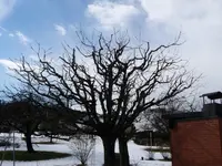 Näf Markus